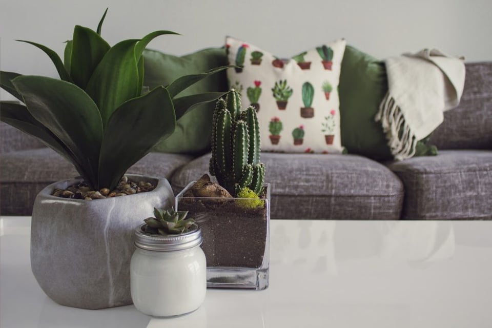 photo-of-plants-on-the-table-1005058-980x654